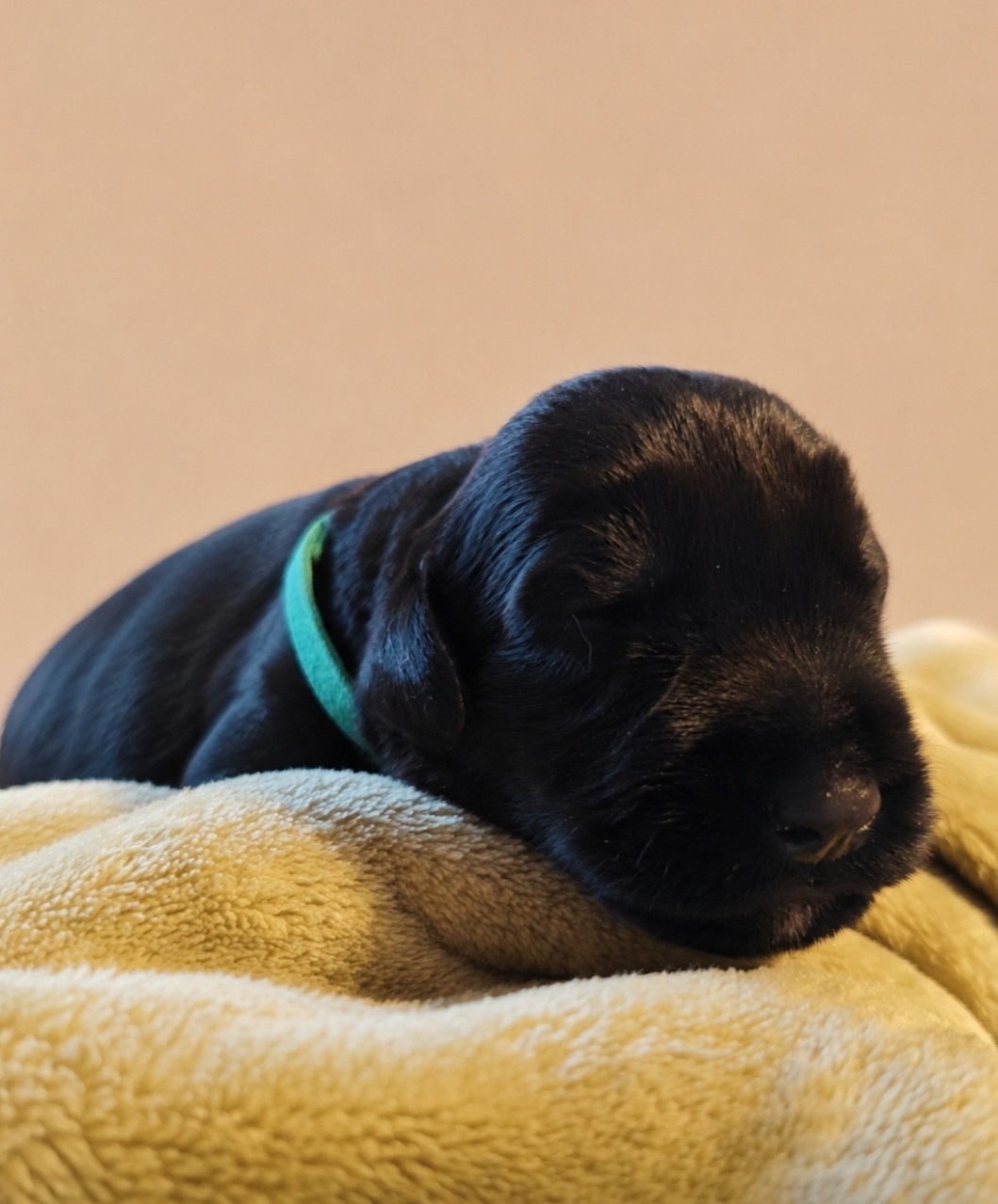 Sander's World - Chiots disponibles - Schnauzer Geant