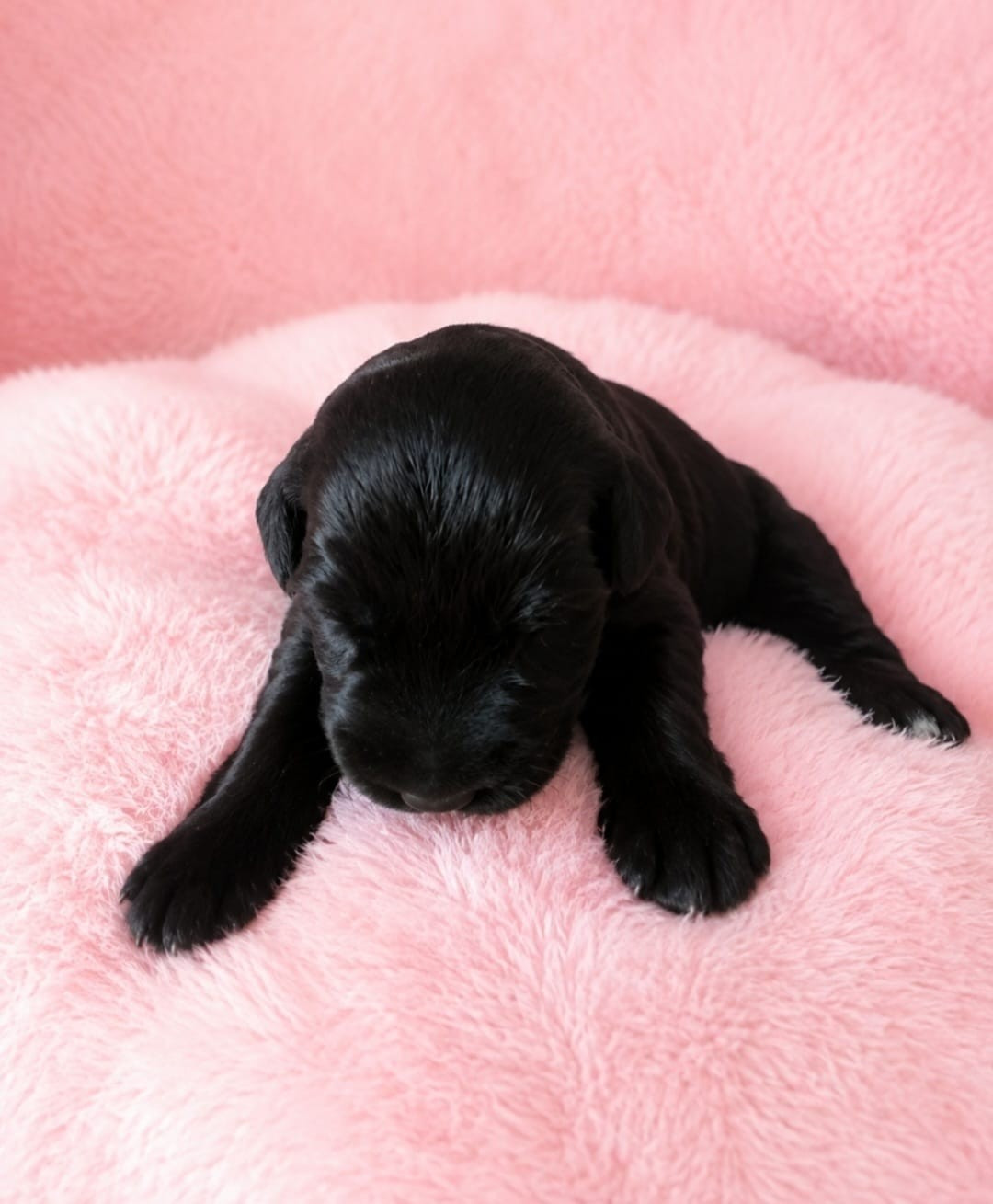 Sander's World - Chiots disponibles - Schnauzer Geant