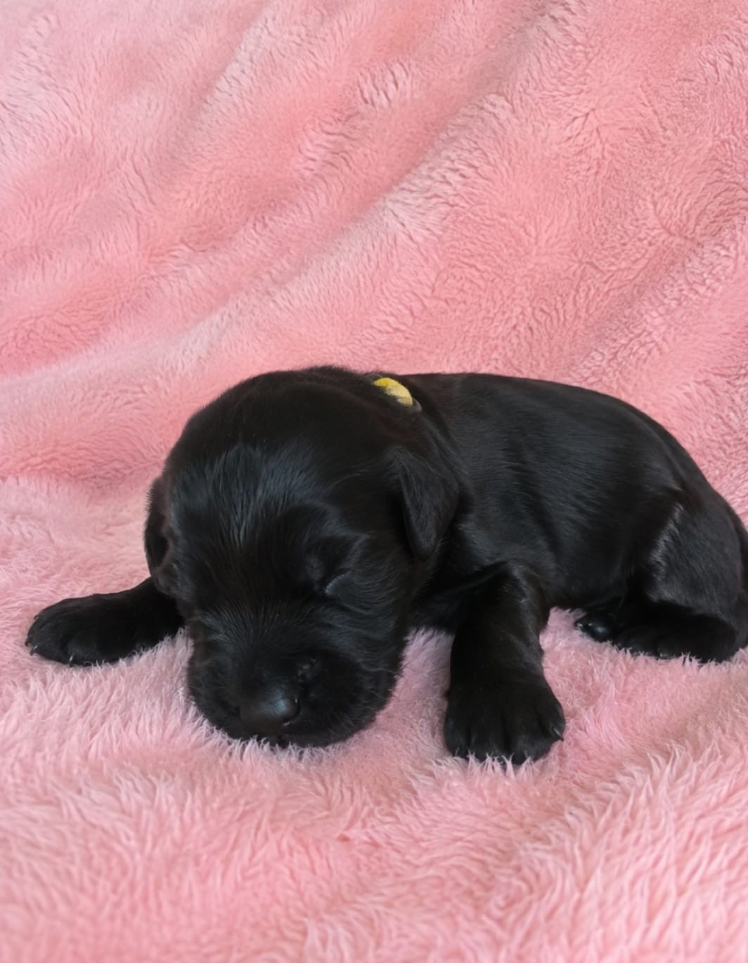 Sander's World - Chiots disponibles - Schnauzer Geant