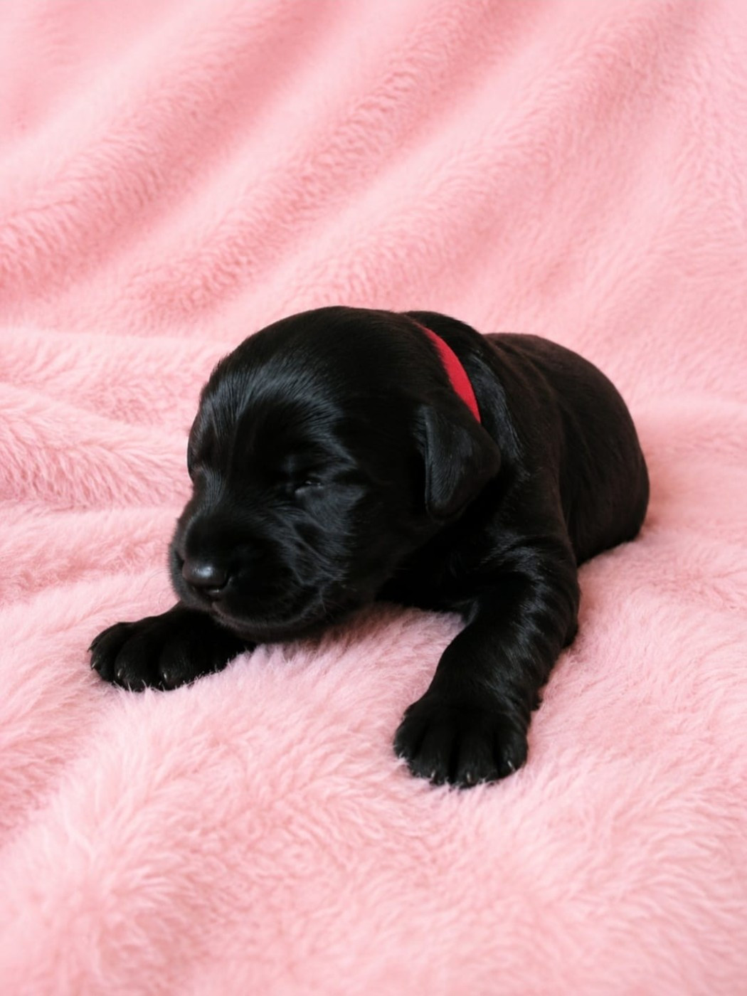 Sander's World - Chiots disponibles - Schnauzer Geant