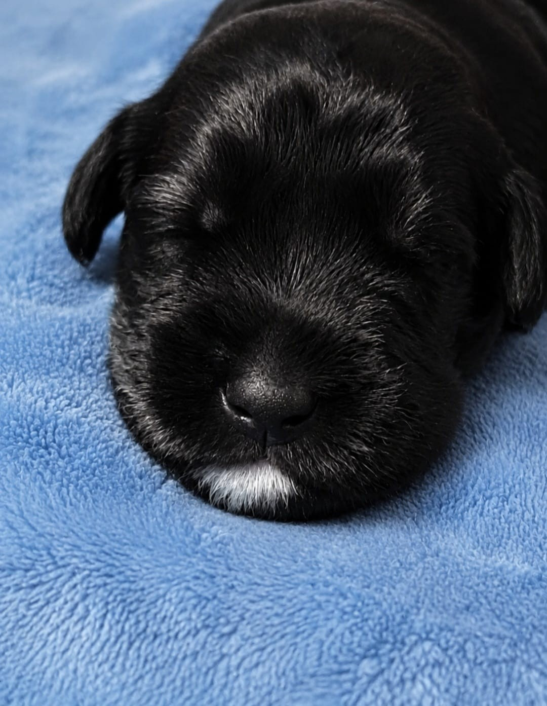 Sander's World - Chiots disponibles - Schnauzer Geant