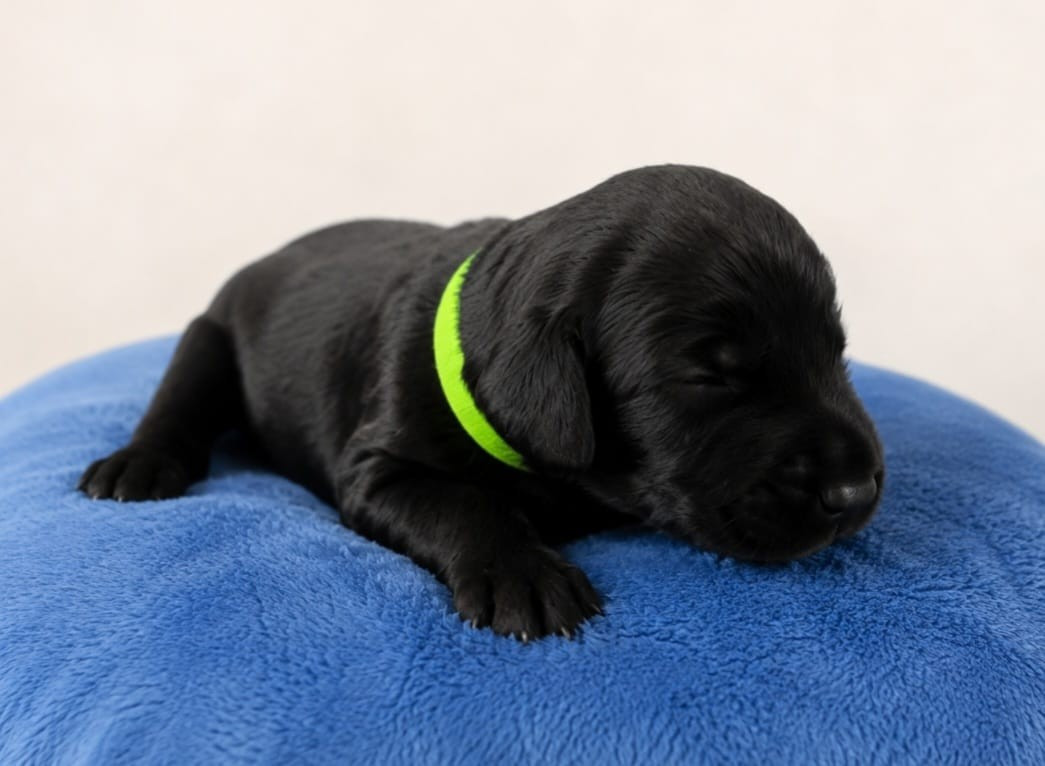 Sander's World - Chiots disponibles - Schnauzer Geant