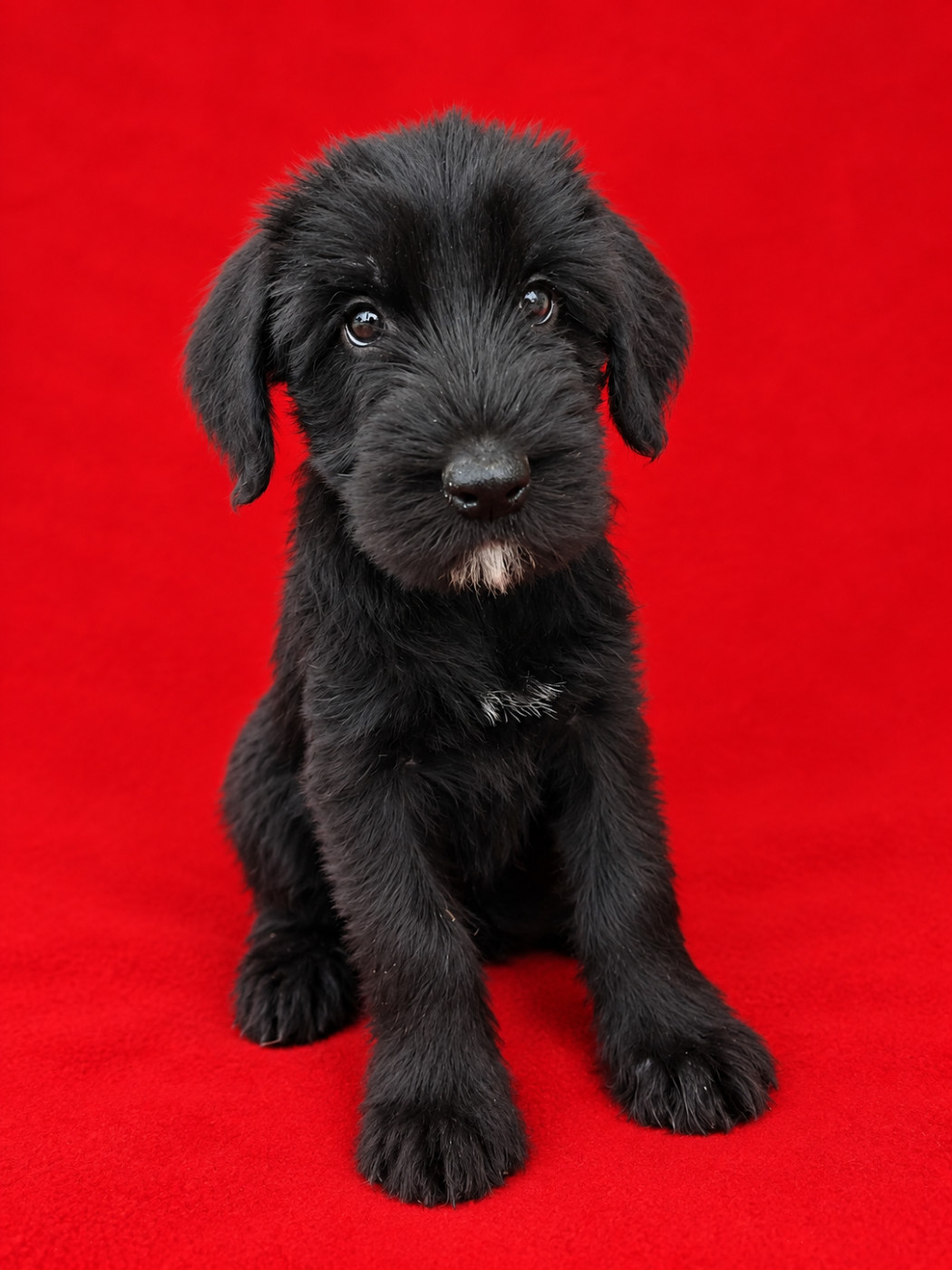 Sander's World - Chiots disponibles - Schnauzer Geant